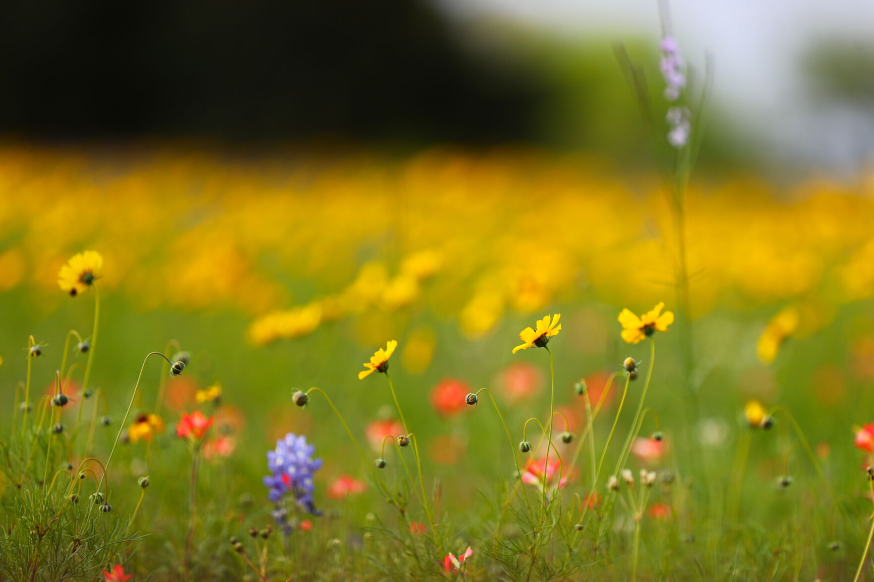 Brazos Valley Wildflowers